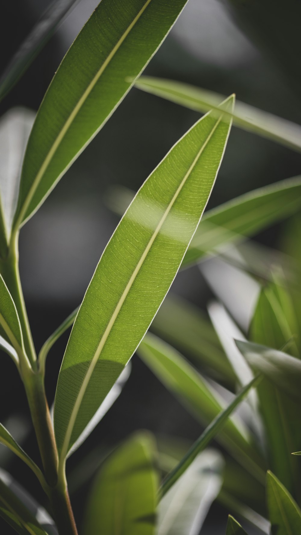 green linear leaves close-up photo