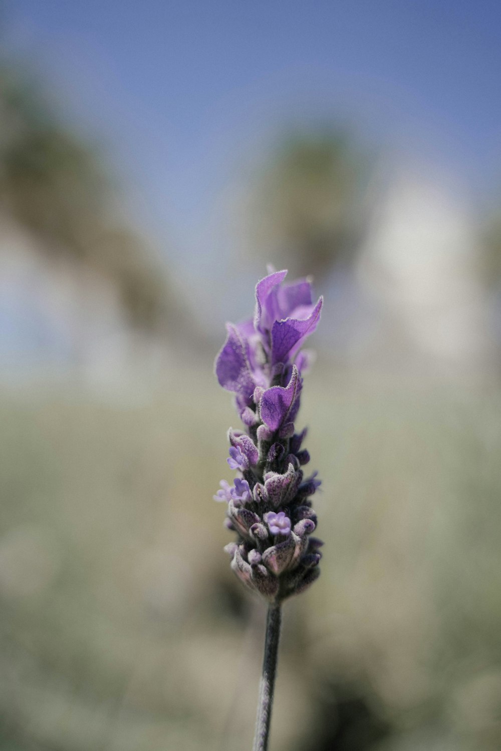 Planta de flores moradas