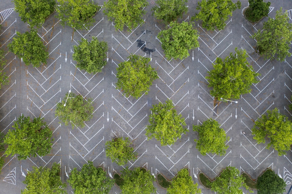 green leaf trees near concrete pavement