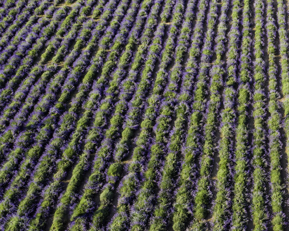 Photographie aérienne d’un champ de fleurs de lavande