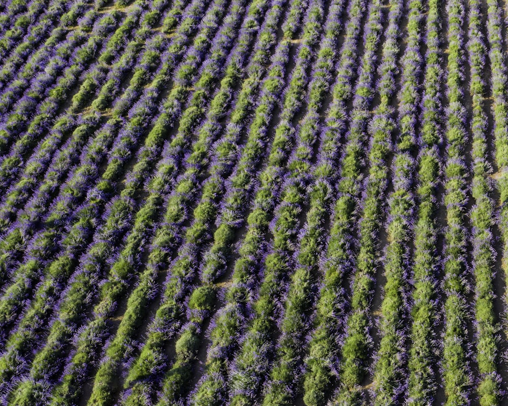 fotografia aerea del campo di fiori di lavanda