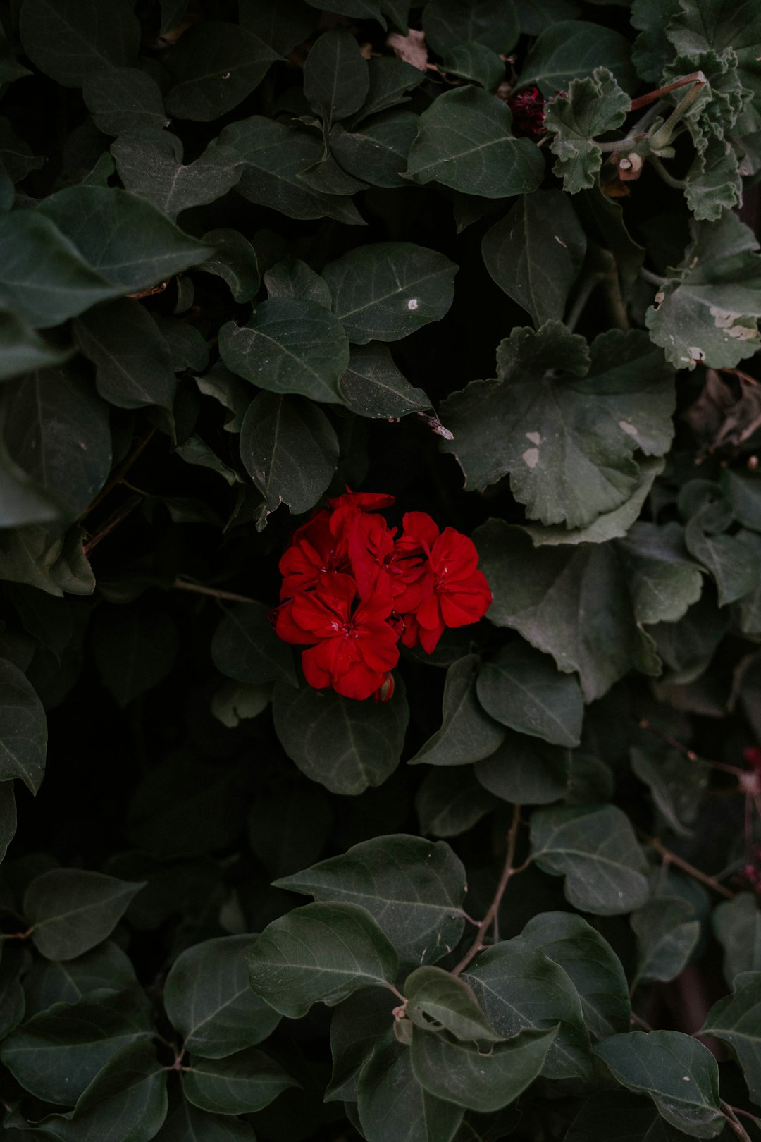 red-petaled flower