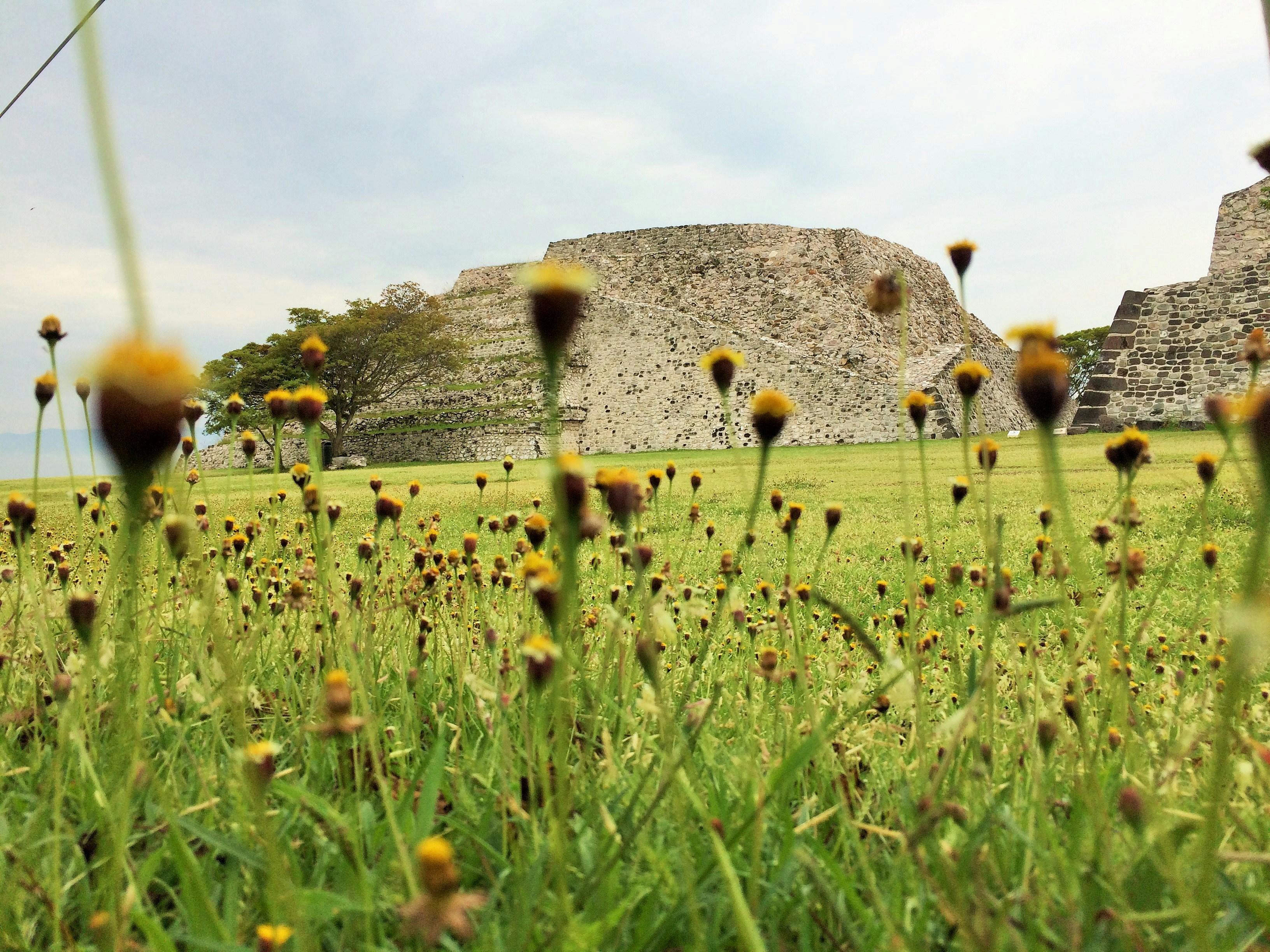 yellow petaled wild flowers on a field