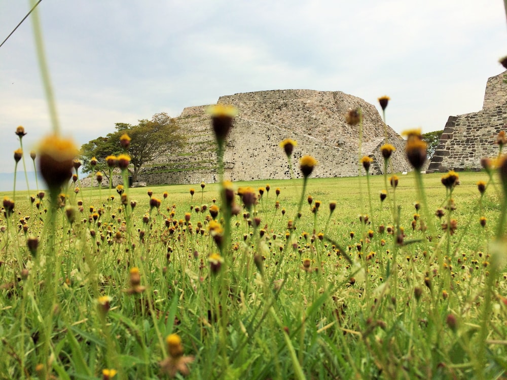 fiori selvatici dai petali gialli su un campo