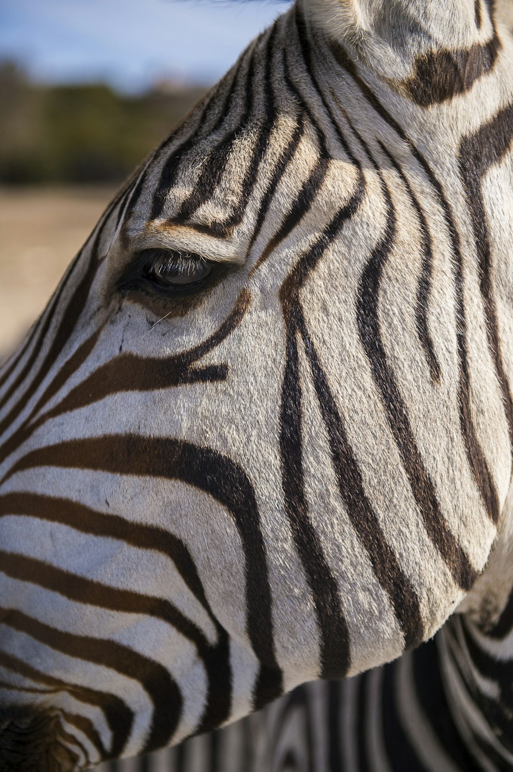 black and white zebra