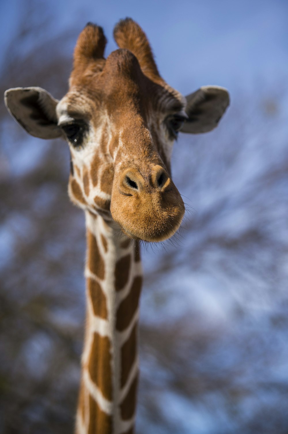 black and white giraffe