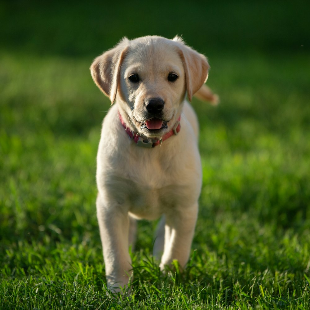 chiot labrador retriever jaune