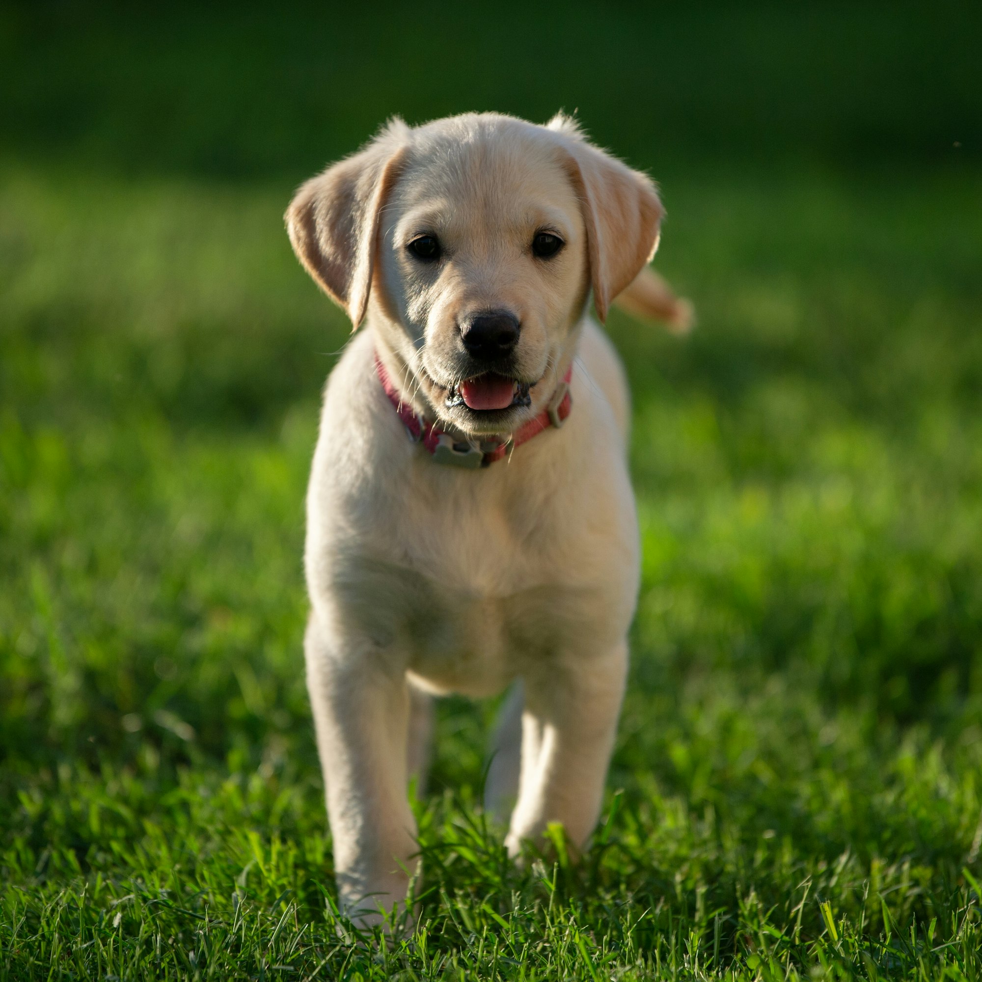 How Long Do Labs Live? The Labrador Life Expectancy