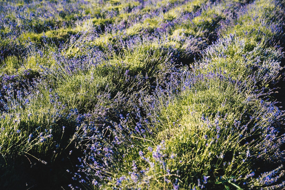 blue flowered plants in field