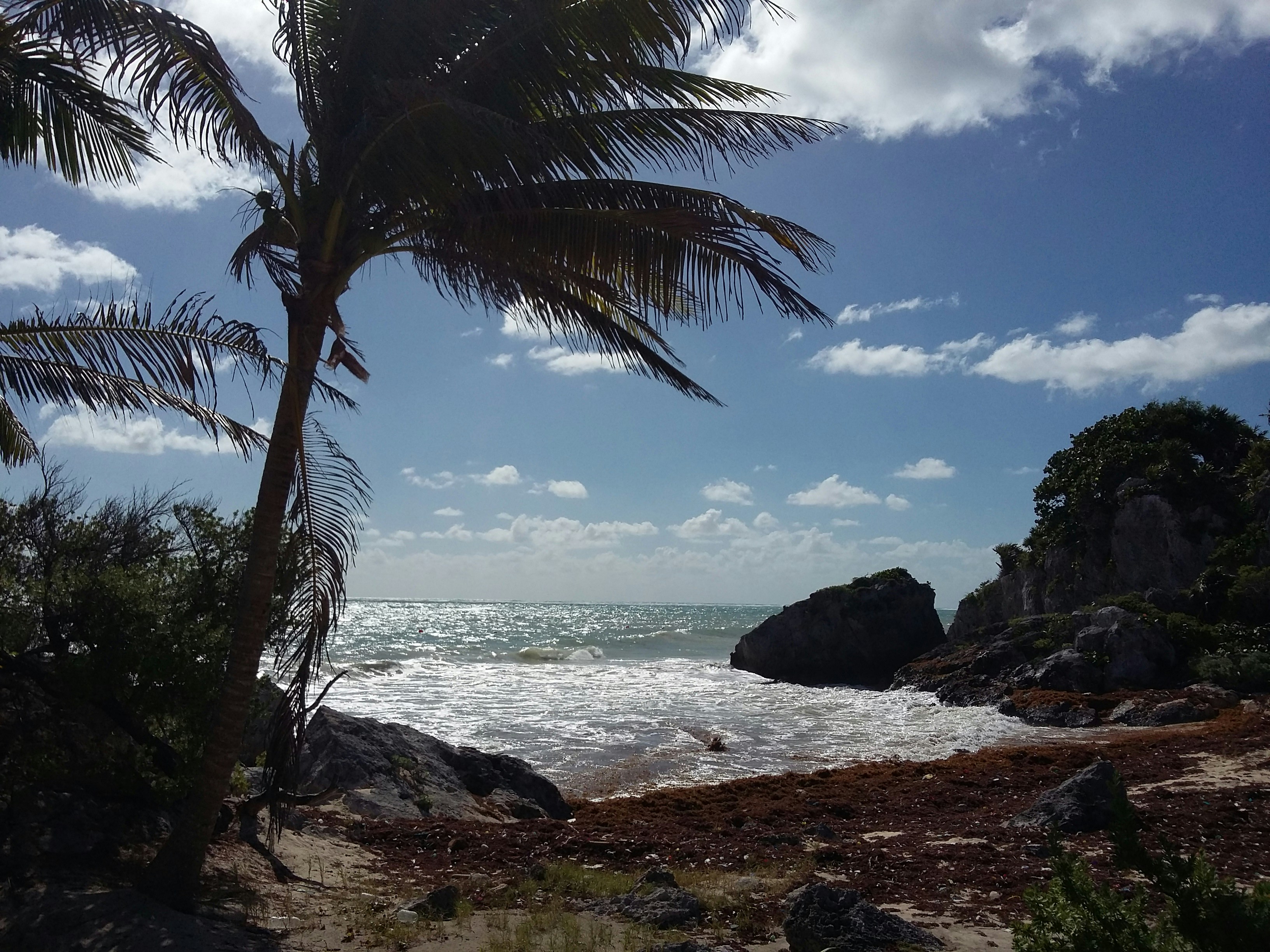 coconut palm tree in rocky beach