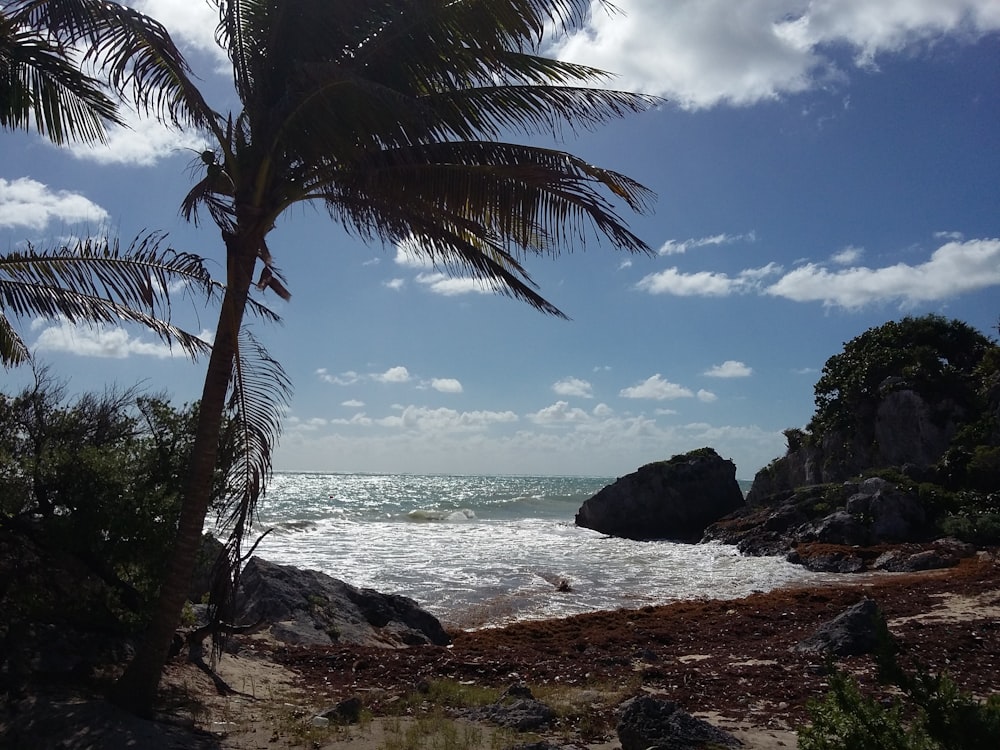 coconut palm tree in rocky beach