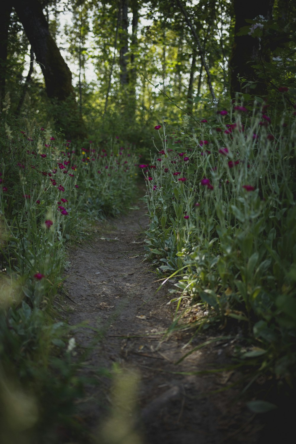 flores de pétalos rojos