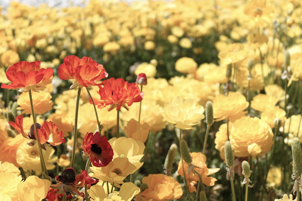 red and yellow petaled flowers