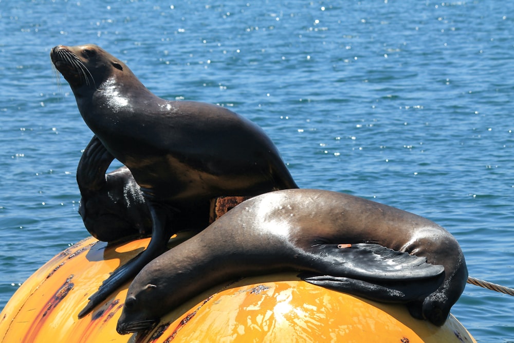 two black seals perched on yellow buoy