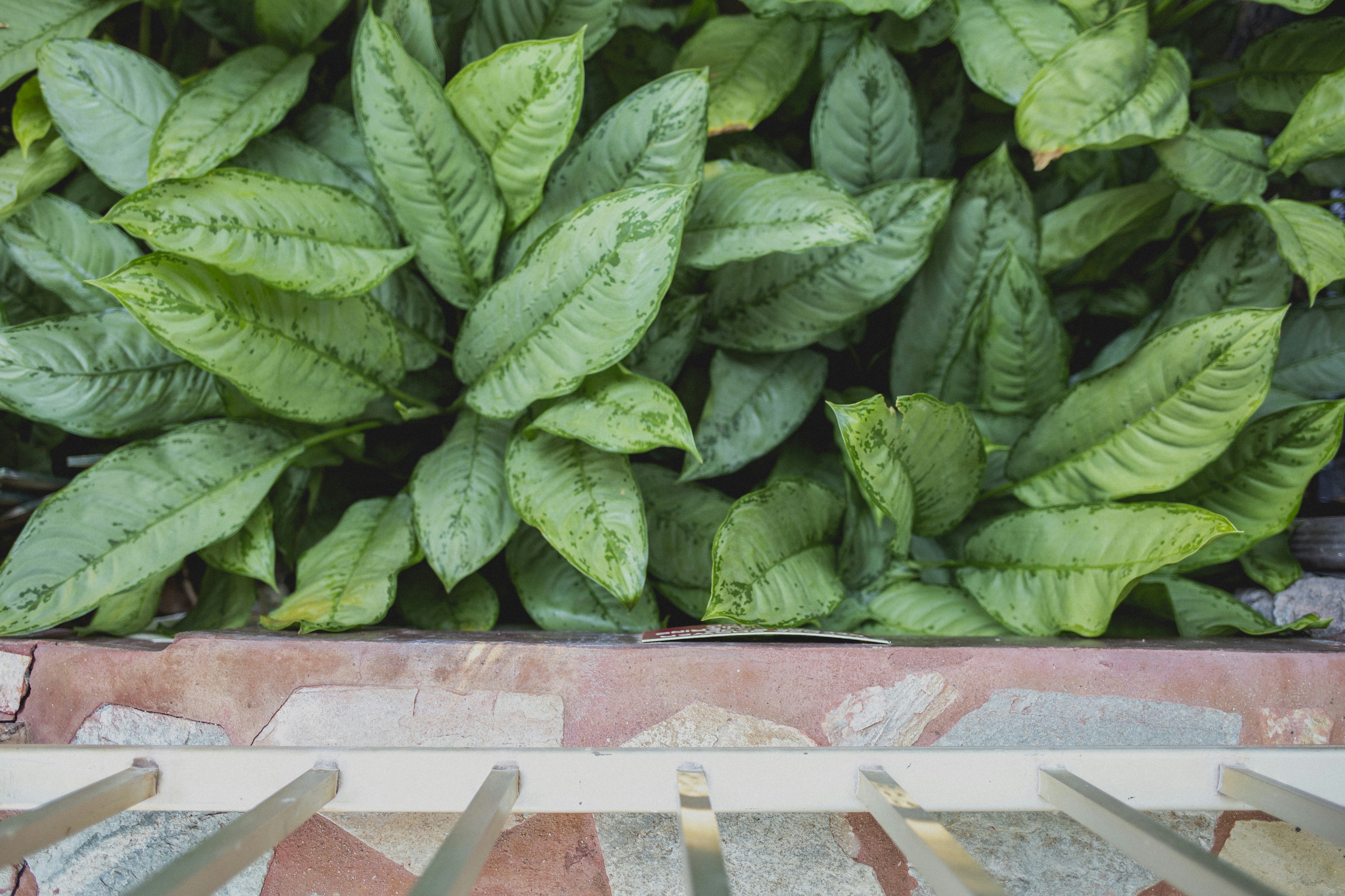 piante a foglia verde