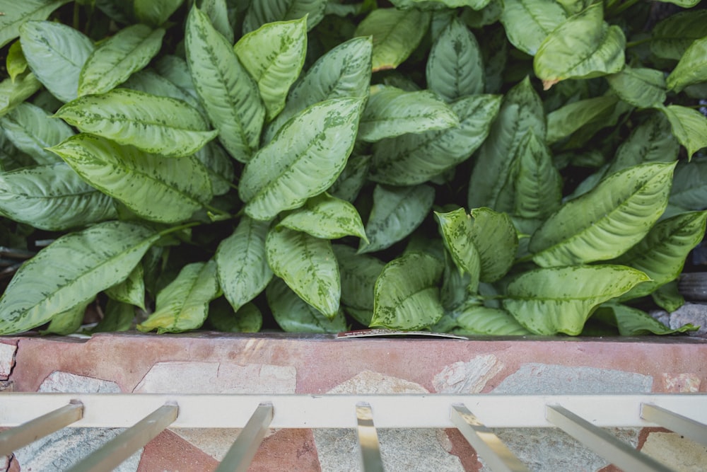 green leafed plants