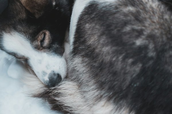 A husky asleep in the snow — Alta, Norway