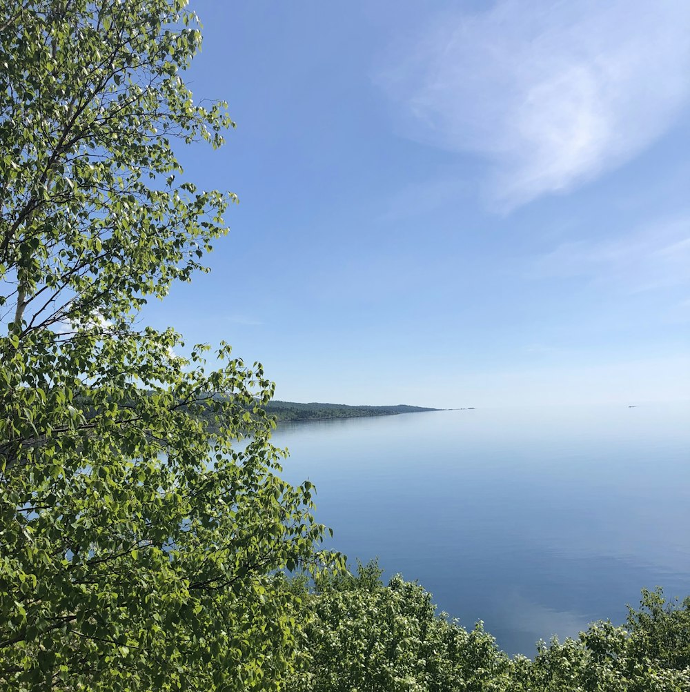 albero a foglia verde in riva al mare