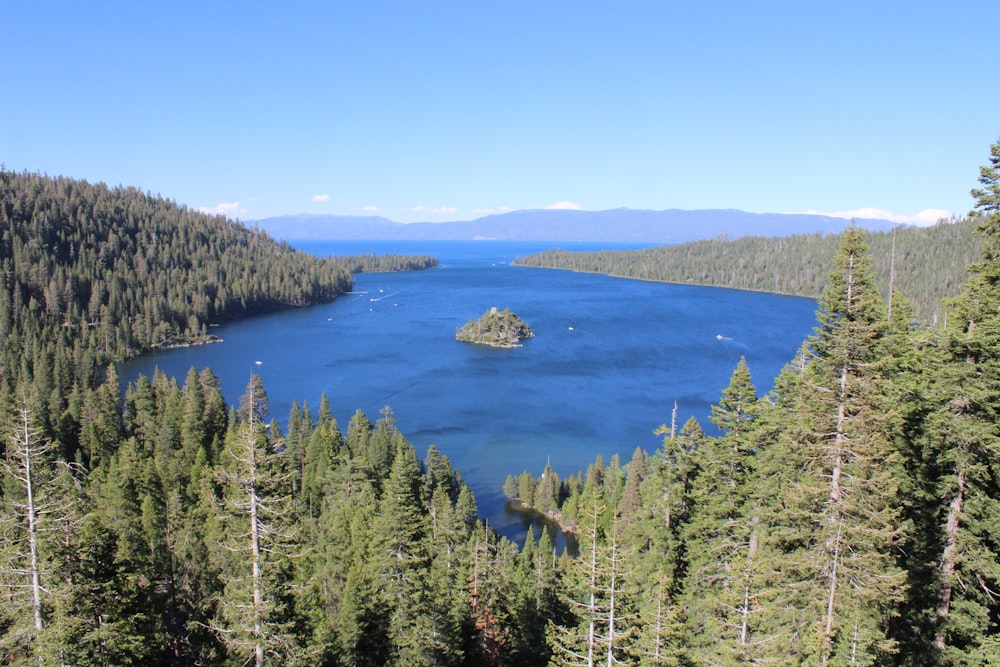 body of water surrounded with trees