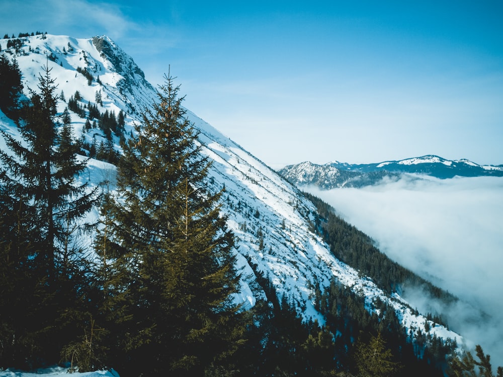 green trees on mountain covered with snow