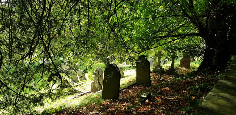 tombstones under trees