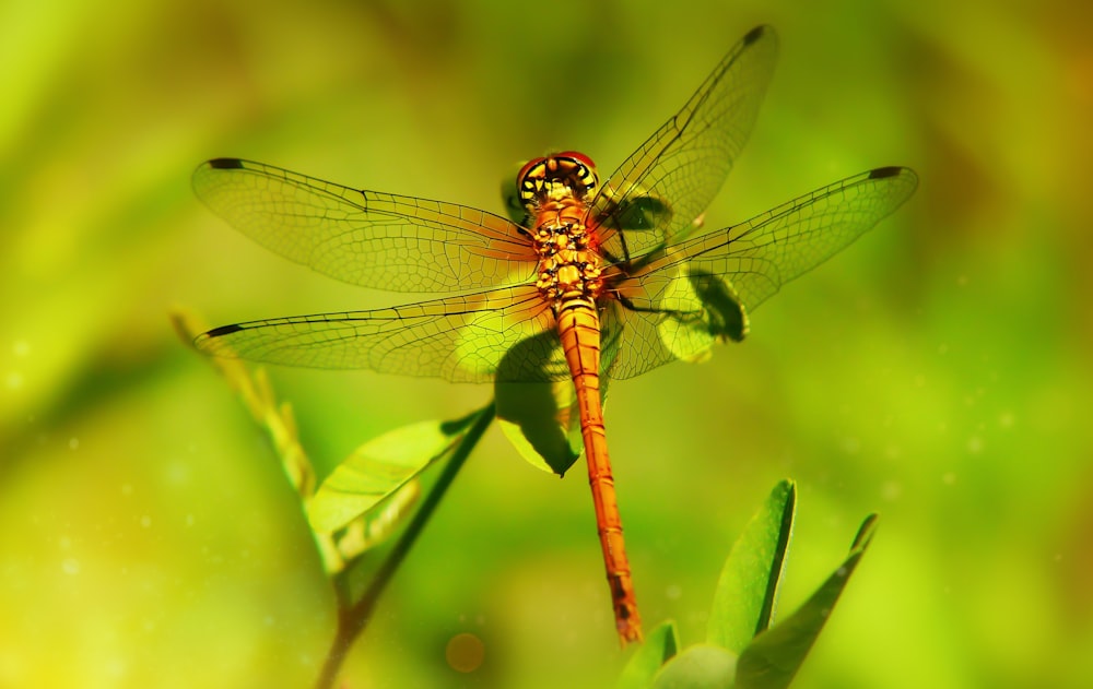 brown dragonfly