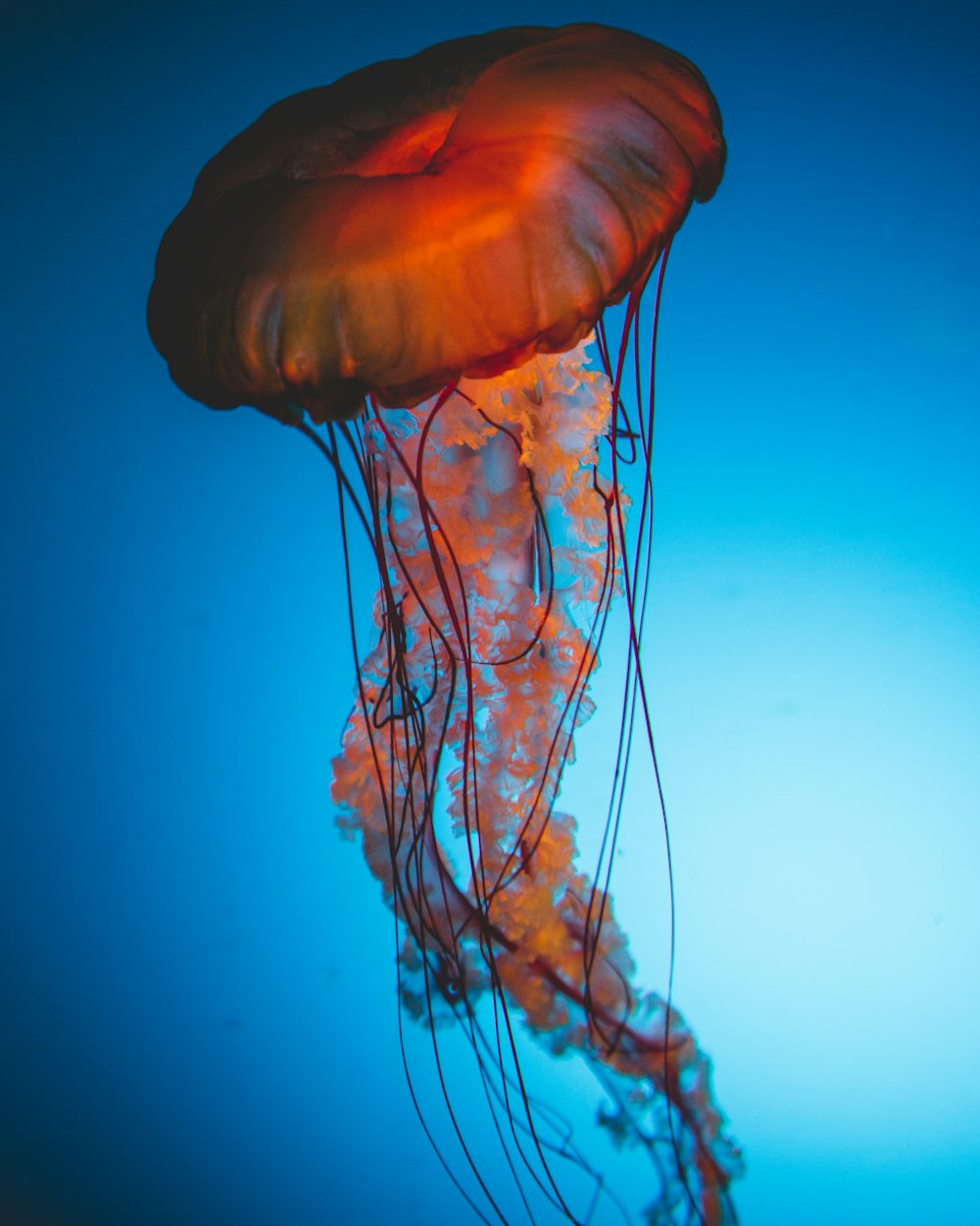 brown jellyfish