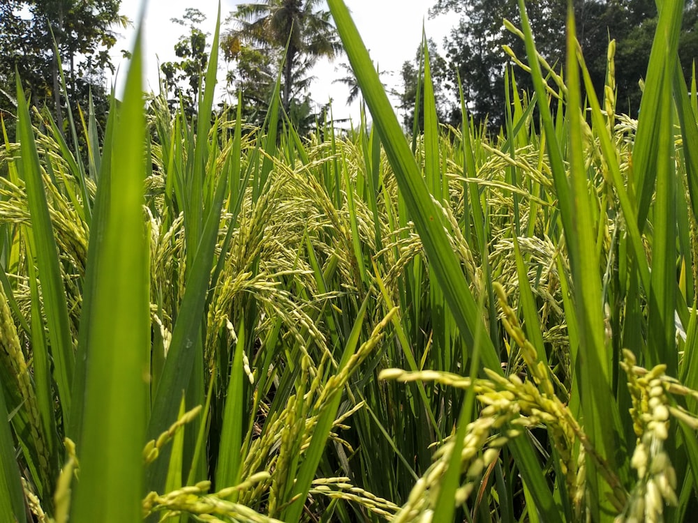 Fotografia a fuoco selettiva del campo di riso