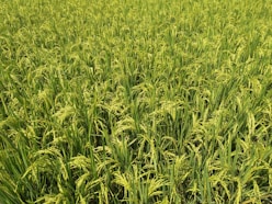green rice field