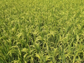 green rice field