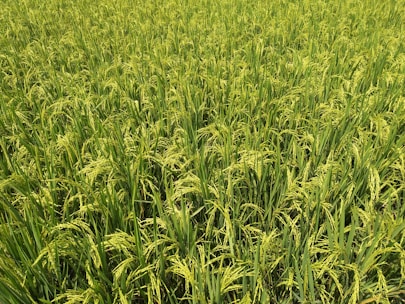 green rice field
