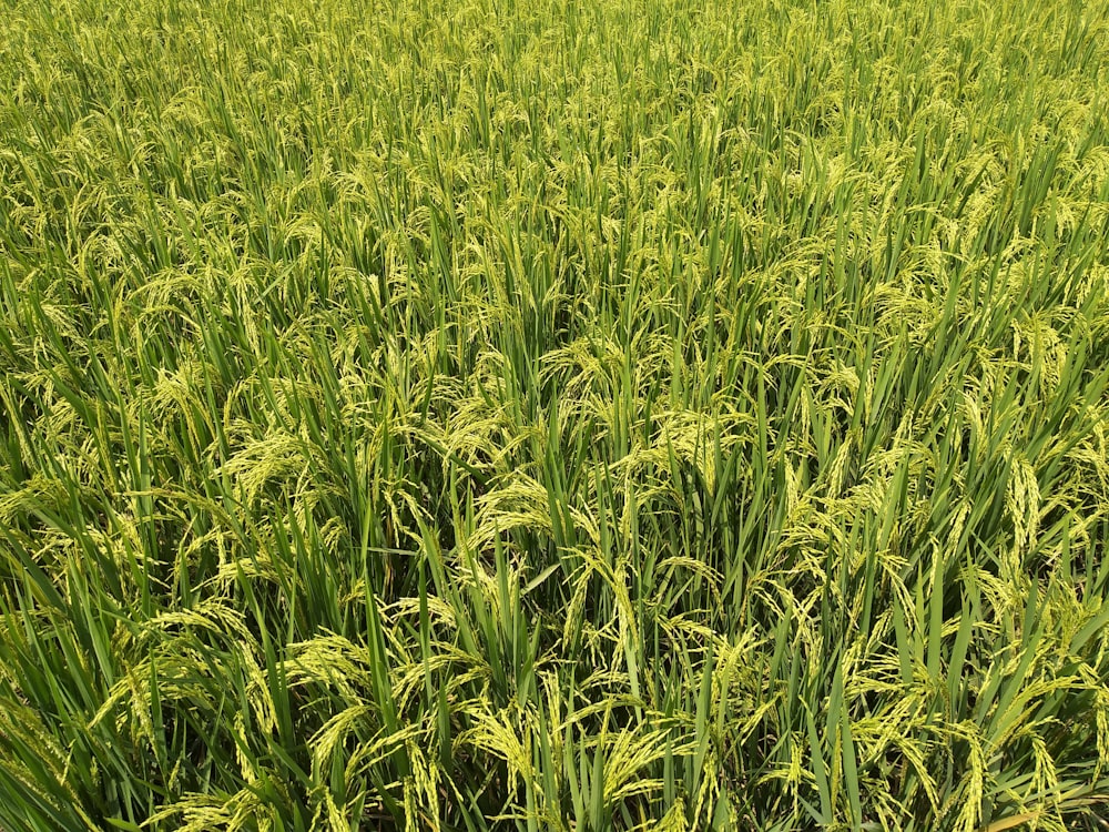 green rice field