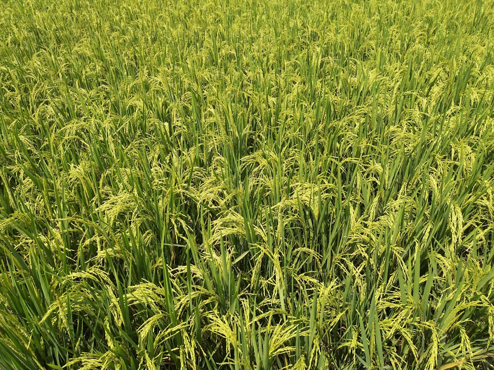 rizière verte