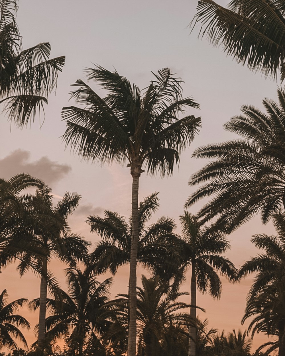 low-angle photography of coconut trees