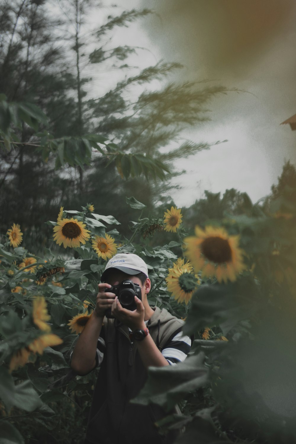 person using DSLR camera surrounded bu sunflowers