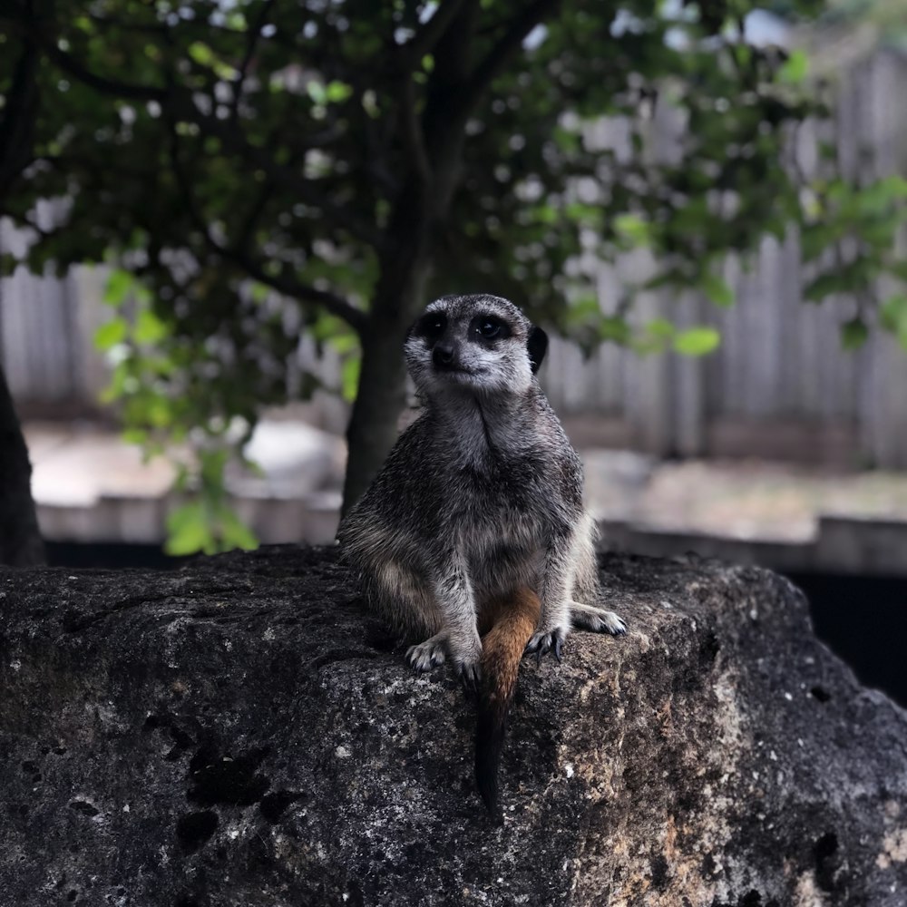 Photographie sélective de suricate assis sur un rocher
