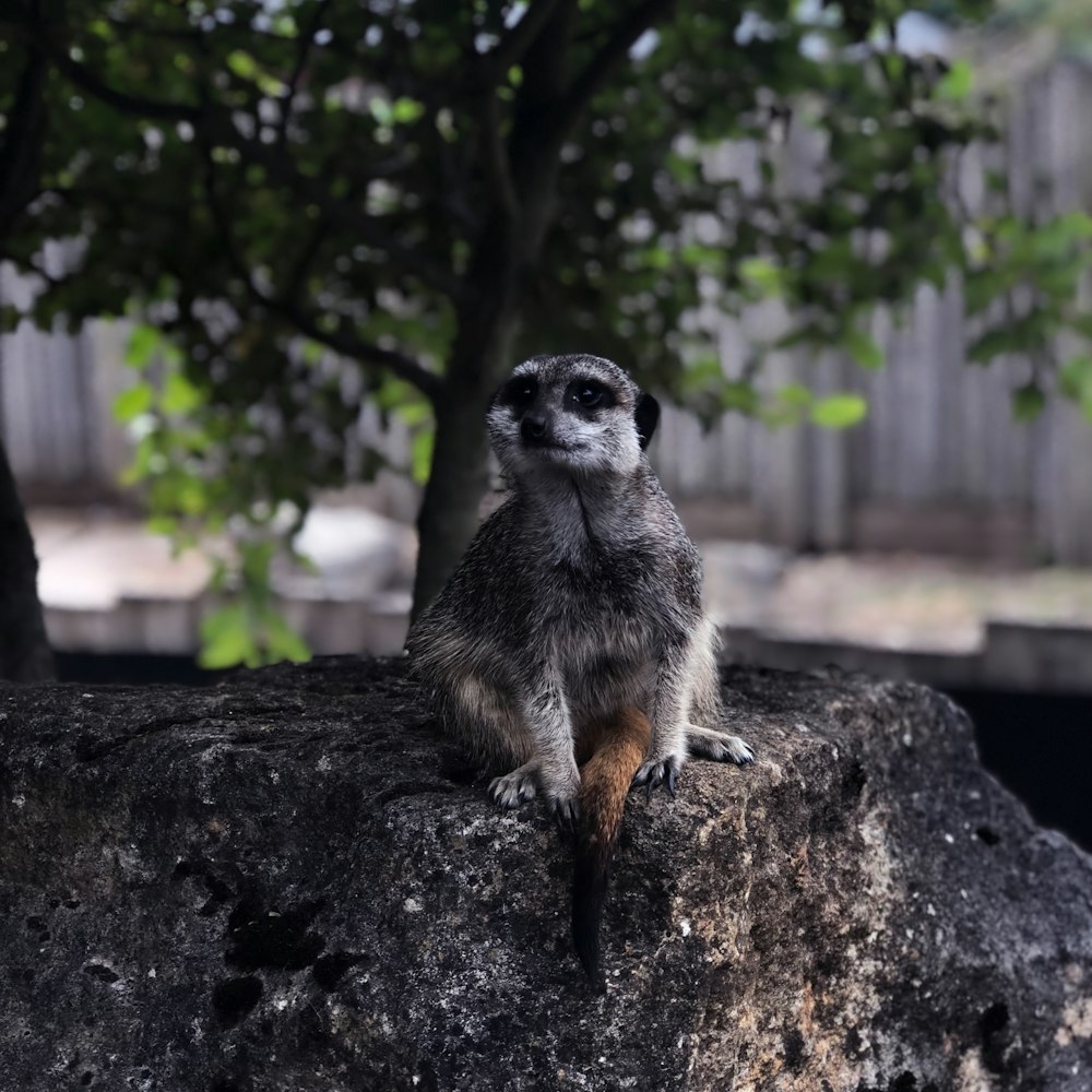 Fotografia de foco seletivo de Meercat sentado na rocha