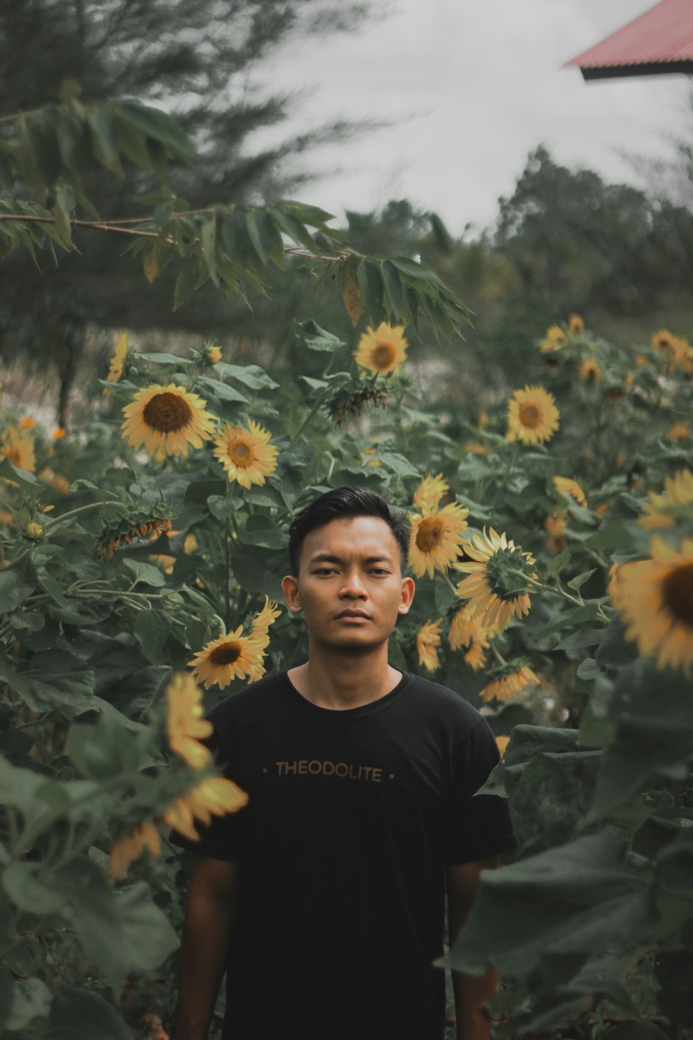 selective focus photography of man surrounded with sunflowers