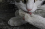 A close-up of a cat grooming itself, with its tongue out, cleaning its paw. The feline’s white fur is visible along with some black and brown patches on its head. The background is blurred and dark, emphasizing the cat’s action.