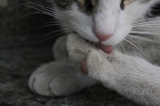 A close-up of a cat grooming itself, with its tongue out, cleaning its paw. The feline’s white fur is visible along with some black and brown patches on its head. The background is blurred and dark, emphasizing the cat’s action.