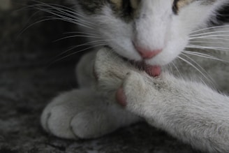 A close-up of a cat grooming itself, with its tongue out, cleaning its paw. The feline’s white fur is visible along with some black and brown patches on its head. The background is blurred and dark, emphasizing the cat’s action.