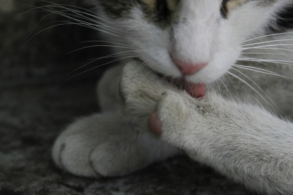 Guía de Grooming Felino