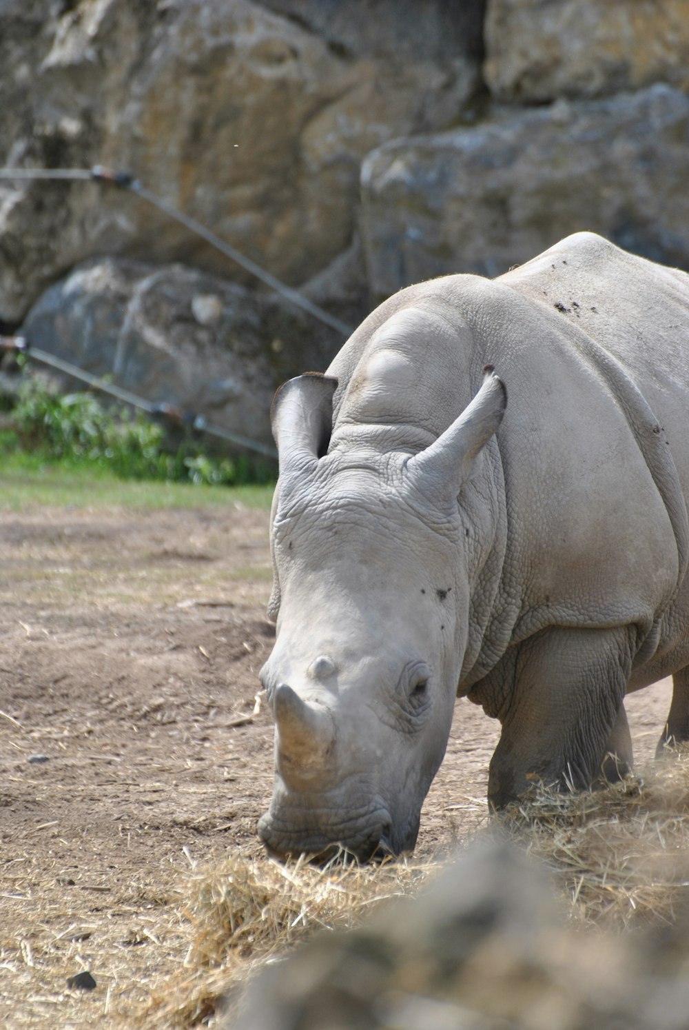 rhinoceros standing on brown soil