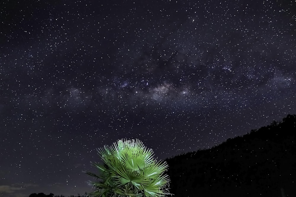 green-leafed tree under starry sky during nighttime