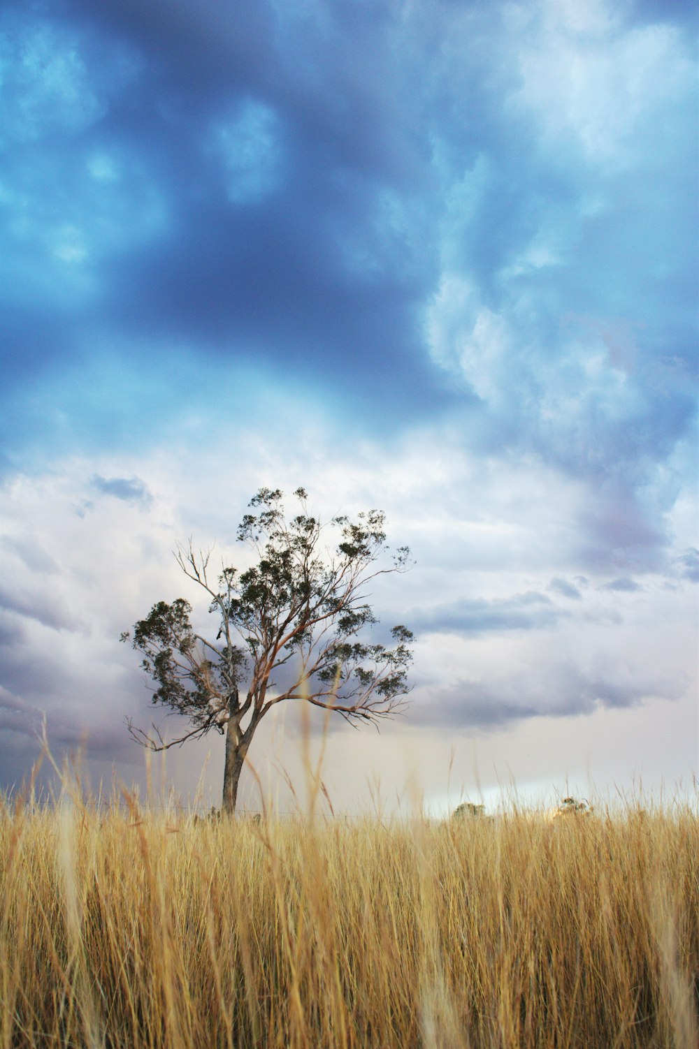 green tree on grass field