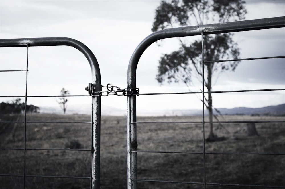 trees near gate