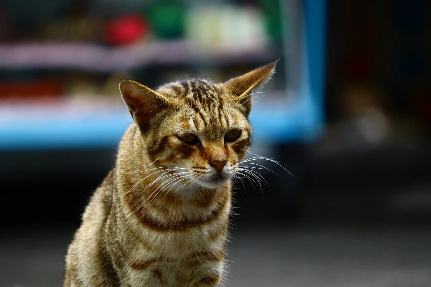 Gato Abisinio de pelaje atigrado