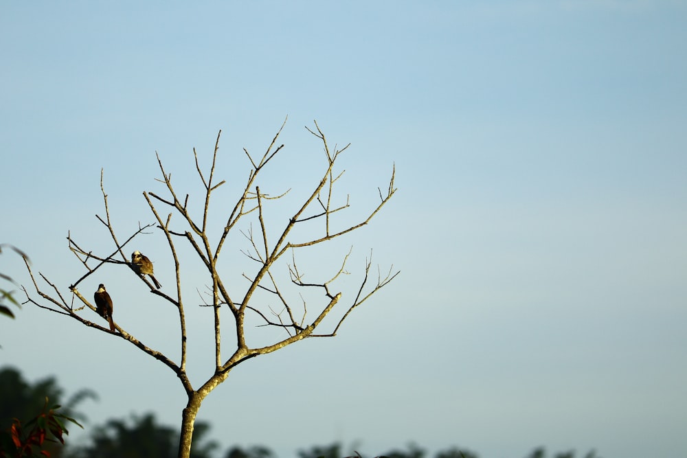 black birds on bare tree