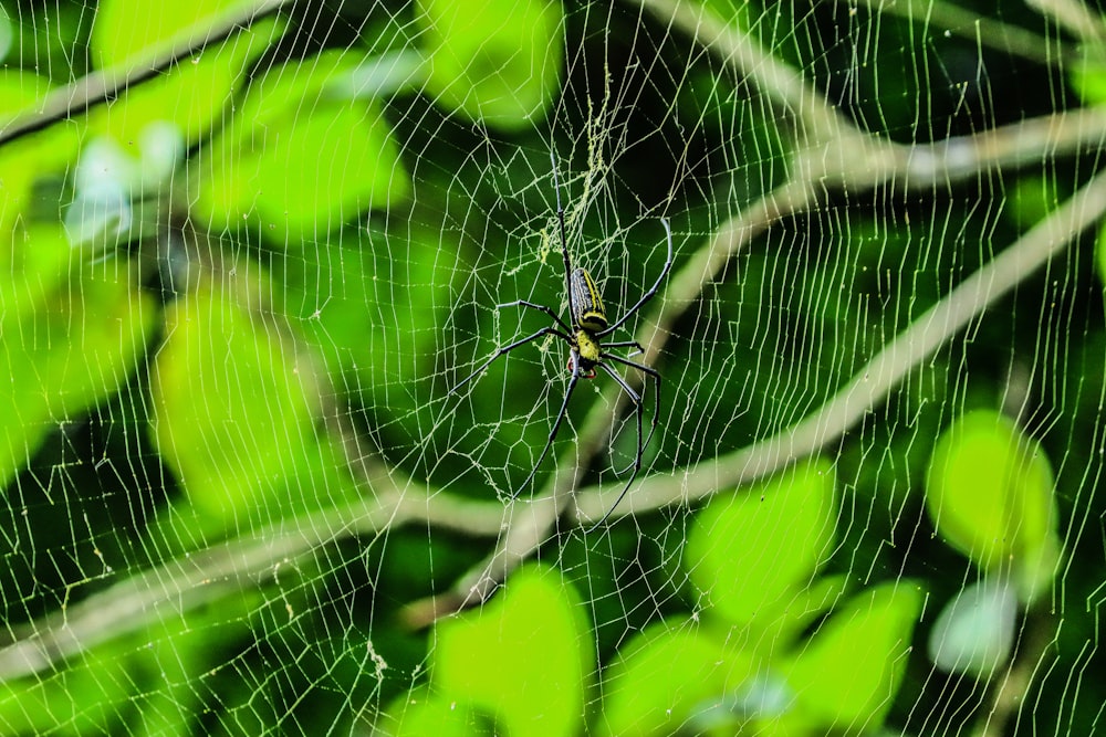 black and yellow spider