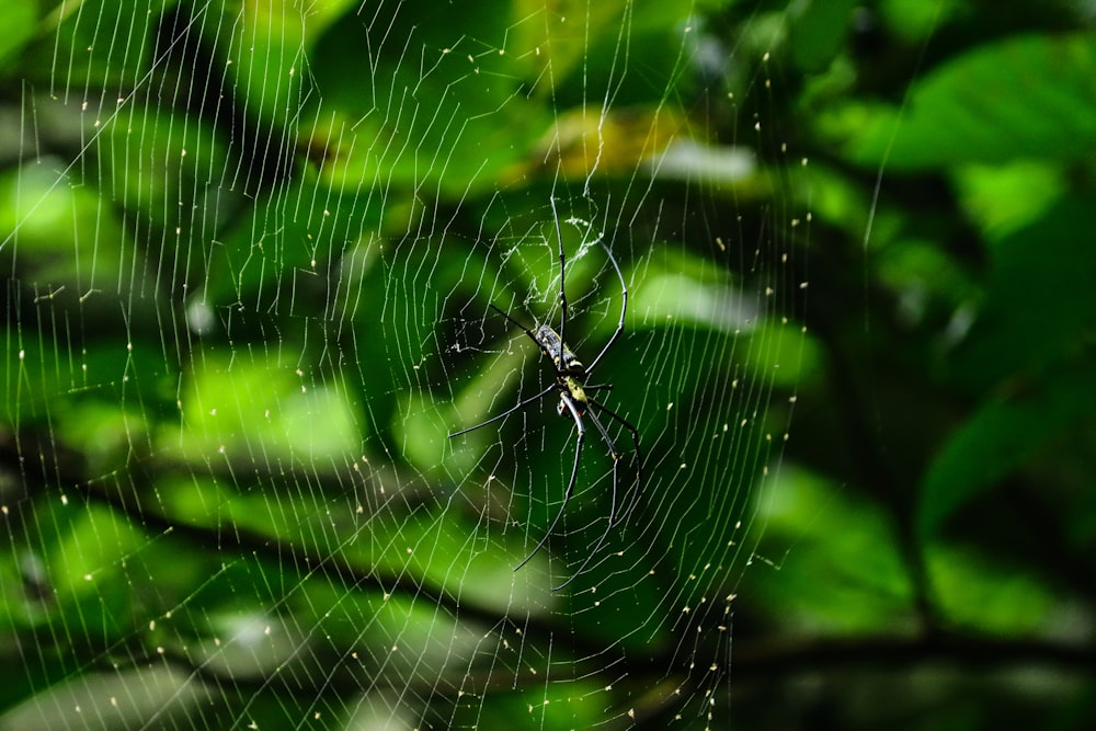 shallow focus photography of black spider